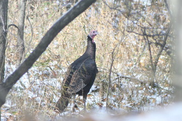 Pickneyville Wildlife 2019 I 