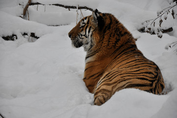 The Amur tiger lies in the winter forest in natural conditions