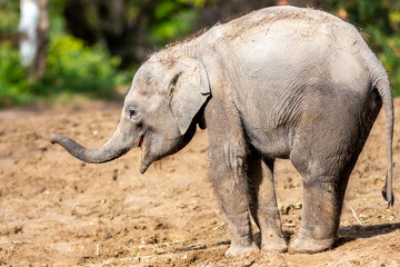 happy baby elephant walking