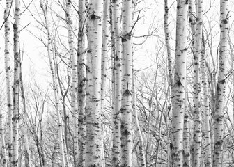 trees, fall, birch, black and white, barren, sparse, clean, season, landscape