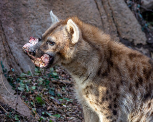 portrait of a hyena with a bone