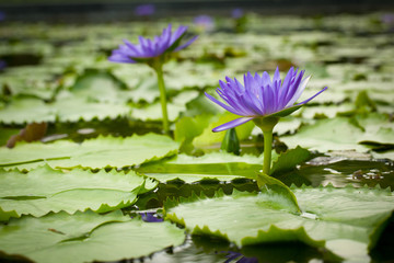 Purple  lotus and green leaf