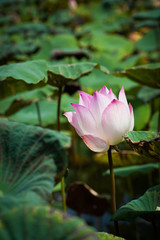 Pink lotus and green leaf