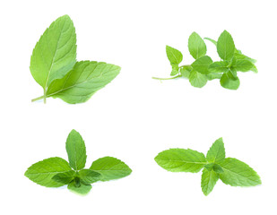 mint leaves isolated isolated on white (set  mix   collection)