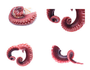 tentacles of octopus isolated on white background (set  mix   collection).