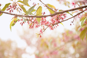 Beautiful cherry blossom or sakura in spring time over  sky