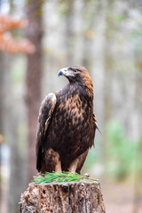 Golden Eagle stands on a tree stump at, Charlotte, NC, Scientific name:Aquila chrysaetos