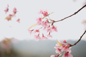 Beautiful cherry blossom or sakura in spring time over  sky