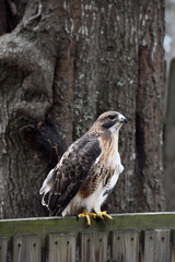 Red-tailed Hawk stands on a tree limb in profile outdoors at the Charlotte, NC,  Scientific Name: Buteo jamaicensis.