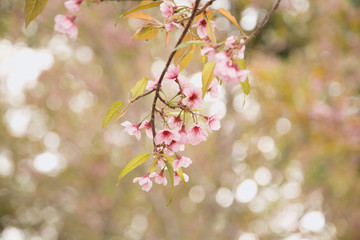 Beautiful cherry blossom or sakura in spring time over  sky