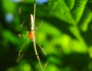 Fototapeta premium A spider with long legs and hair weaves a web and waits for prey in the tropics. Arthropod insects in the jungle. Dangerous spiders in nature.