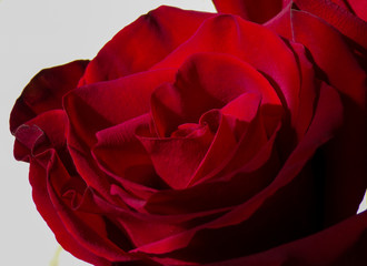 Red rose flower closeup. Rose petals macro photo. Bouquet of roses. Romantic and tender photo. Gift girls.