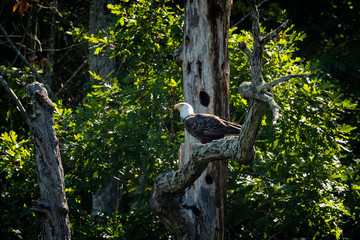 Bald Eagle
