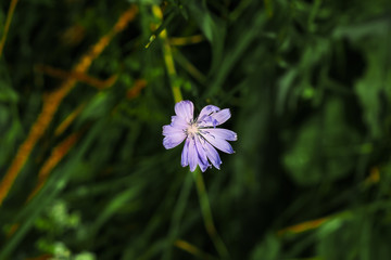 chicory flower on blurry grass background