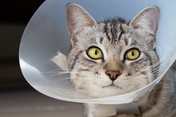 happy young american shorthair cat in veterinary plastic cone or E-Collar (Elizabethan Collar) in...