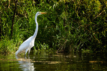 Great White Heron