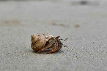 crab on the beach