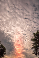 Moody cloud formation with silhouetted trees for background use image with copy space in vertical format