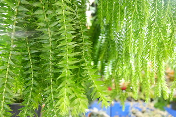 fern on green background
