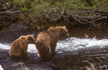 Brown Bear And Cub Fishing For Salmon
