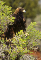 Golden Eagle 2