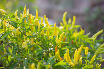 Red and green ripe chillies in plant garden with sunlight.