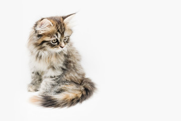 Adorable cute persian kitten isolated on white background