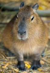Close up portrait of a capybara (Hydrochoerus hydrochaeris)  in the zoo, selective focus