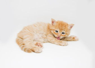 Adorable cute persian kitten isolated on white background