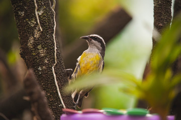 yellow bird on a branch