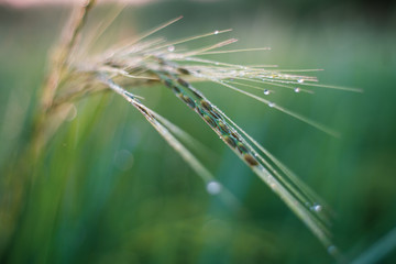 Rice farm,Rice field,Rice paddy, rice pants,Bokeh dew drops on the top of the rice fields in the morning sun,along with the rice fields that emphasize the soft background.shallow focus effect.