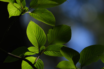 緑の葉
