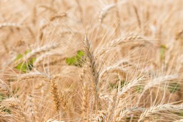 Organic barley field in farm
