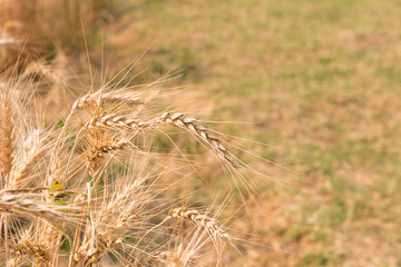Organic barley field in farm