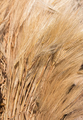 Organic barley field in farm