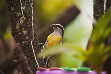 yellow bird on a branch