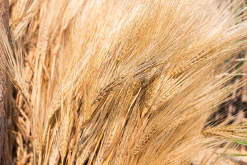 Organic barley field in farm