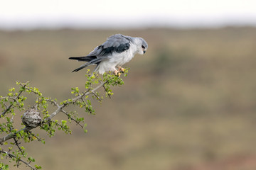 Black-Shouldered Kite perched on a branch.  Image taken in the Masai Mara, Kenya.