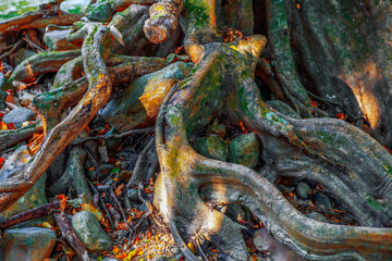 tree roots and green forest and the reddish yellow leaves.Full of green moss and sunlight in the evening.