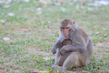 Fototapeta premium Mother monkey and baby monkey rest