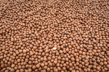 Macadamia nuts texture Background  with dried - Fresh macadamia nut shelled from natural high protein for to drying