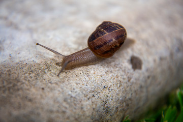 Garden snail on the pebble
