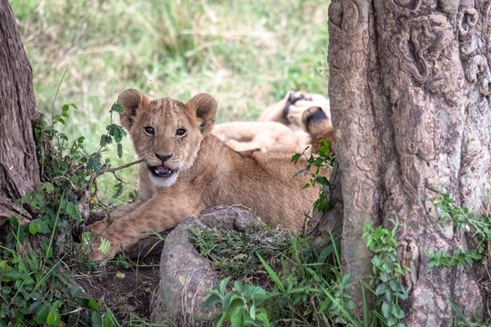 Adorable young lion cub sitting between two trees, chewing on a twig, looking directly at the camera with its mouth open. Image taken in the Maasai Mara National Reserve, Kenya.