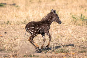 Rare zebra foal with polka dots (spots) instead of stripes, running along the savanna, kicking up dust. Image taken in the Maasai Mara National Park in Kenya.