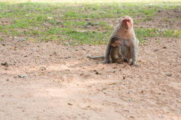 Mother monkey and baby monkey