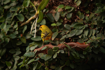 yellow bird on a branch