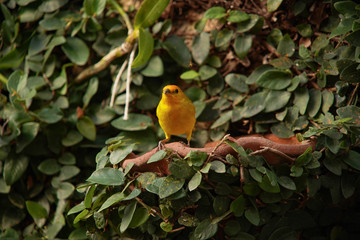 yellow bird on a branch