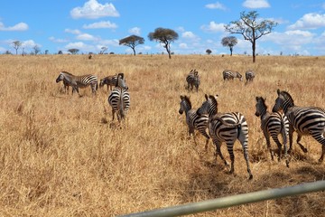 Herd of African zebras in tall, dry grass in Tanzania.