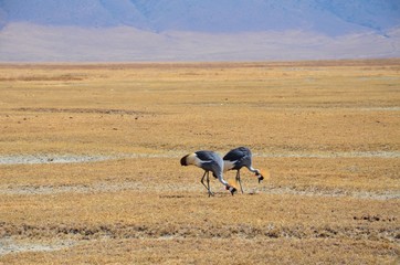 Pair of African Crowed Cranes eating from the ground during the dry season in Tanzania.