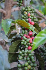 African coffee plants with ripening coffee berries.